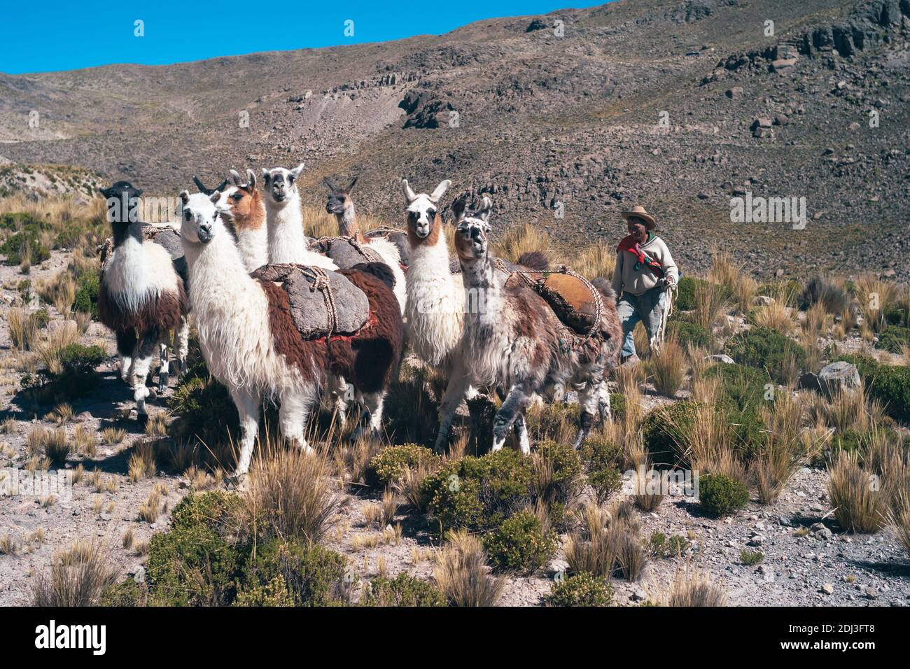 Chivay, Peru - July 21, 2010: Andean Herder with Llama Herd as Pack Animals, a Traditional Peruvian armer or Campesino Herding his Livestock and trans Stock Photo
