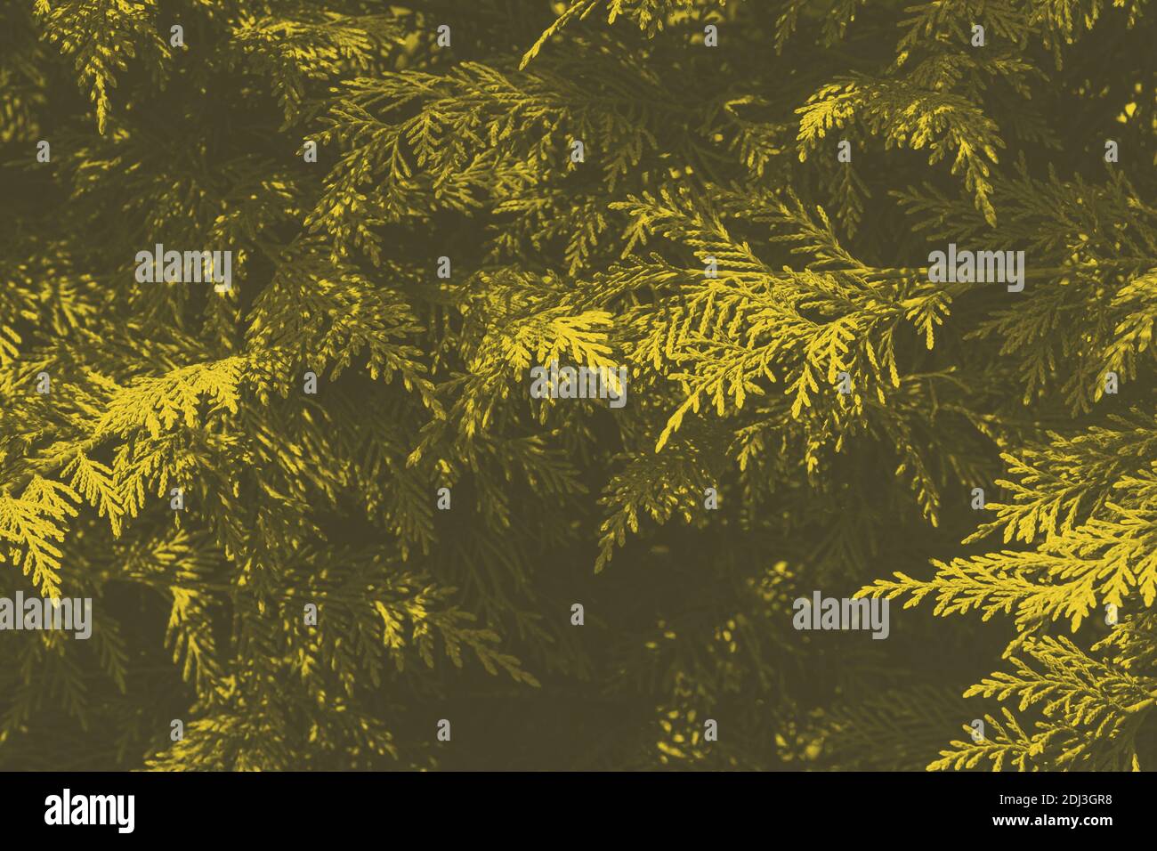 Yellow and gray toned branches of thuja tree Stock Photo