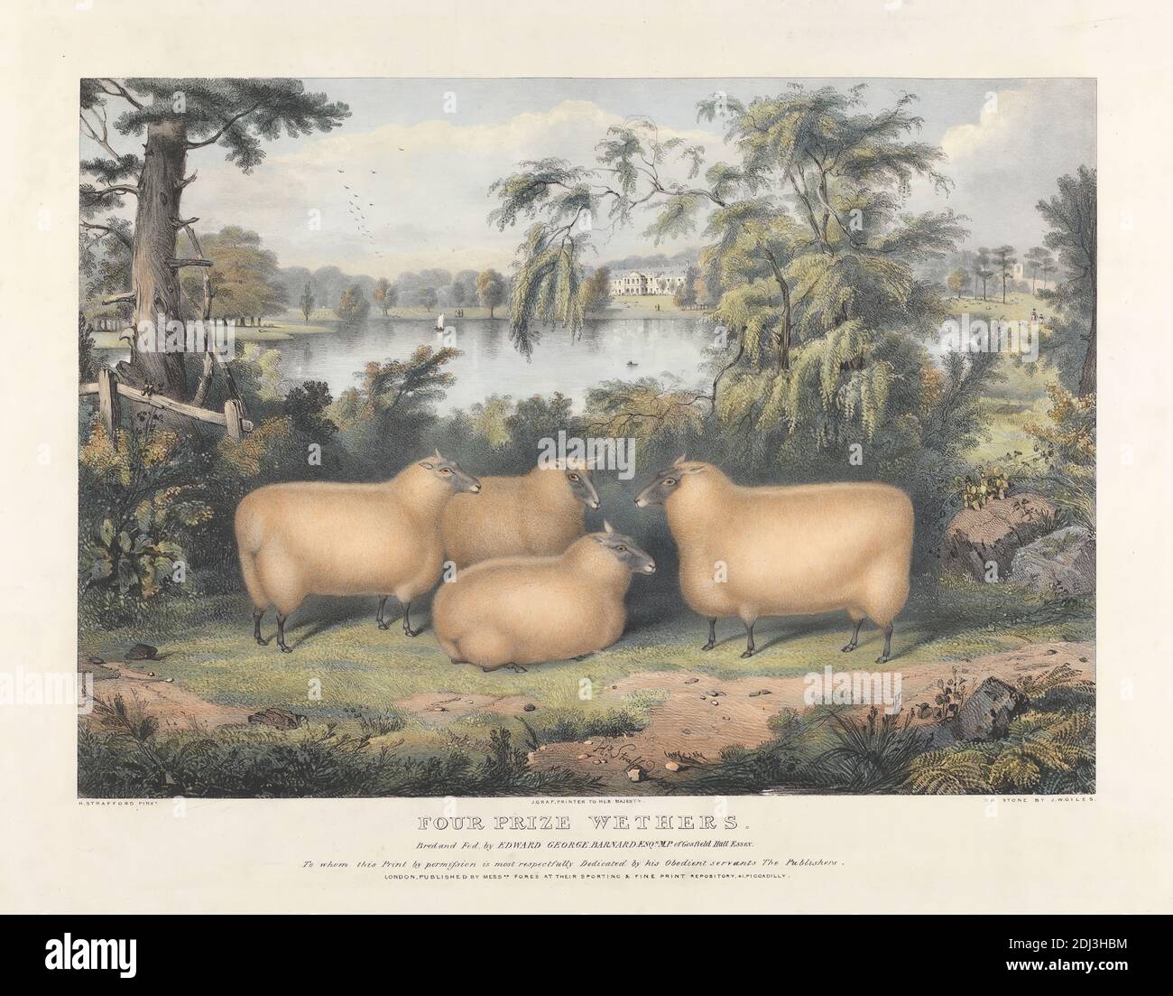 Four Prize Wethers, Print made by John West Giles, active 1827–1865, after Henry Strafford, active 1833–1873, 1837, Lithograph with hand coloring on thick, slightly textured, cream wove paper, Sheet: 18 x 22 3/4 inches (45.7 x 57.8 cm) and Image: 14 x 19 3/4 inches (35.6 x 50.2 cm), agronomy, animal art, ewe (animal), farming, husbandry, obesity, science Stock Photo