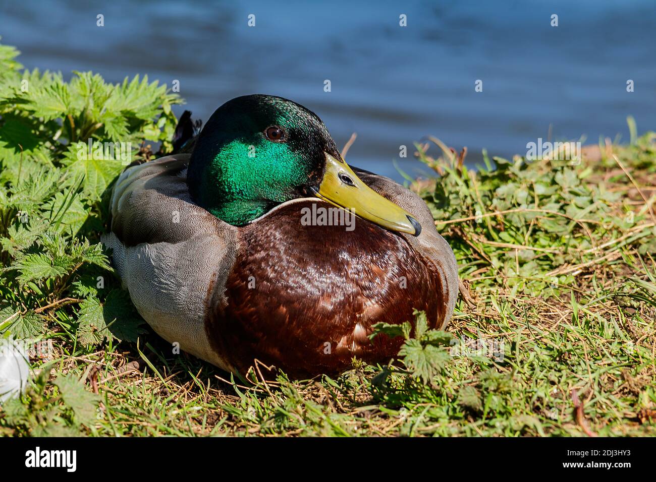 Taken Backwell nature reserve lake Mallard duck Stock Photo
