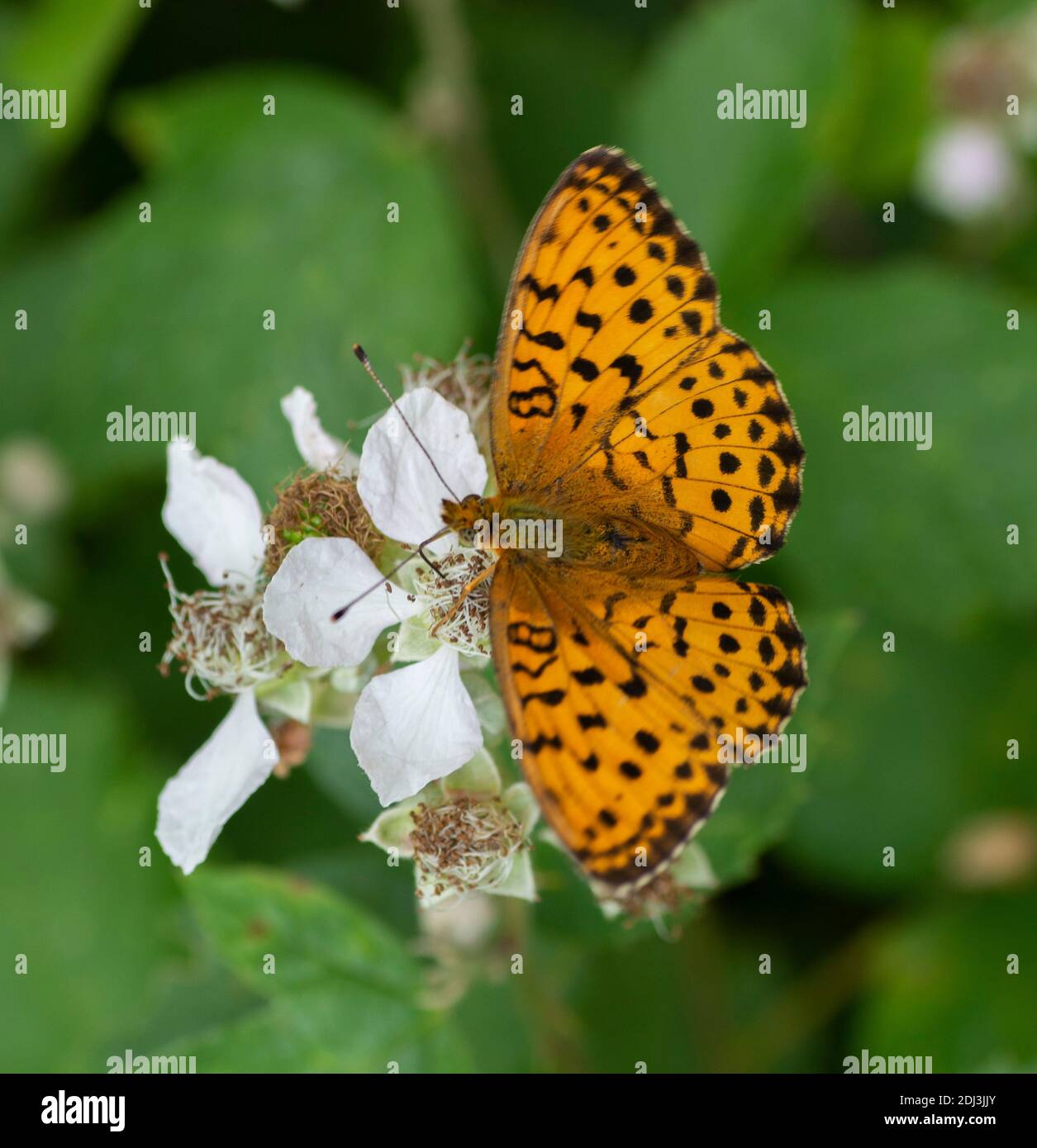 The Queen of Spain fritillary. Issoria Lathonia . Butterfly of the family Nymphalidae . Stock Photo