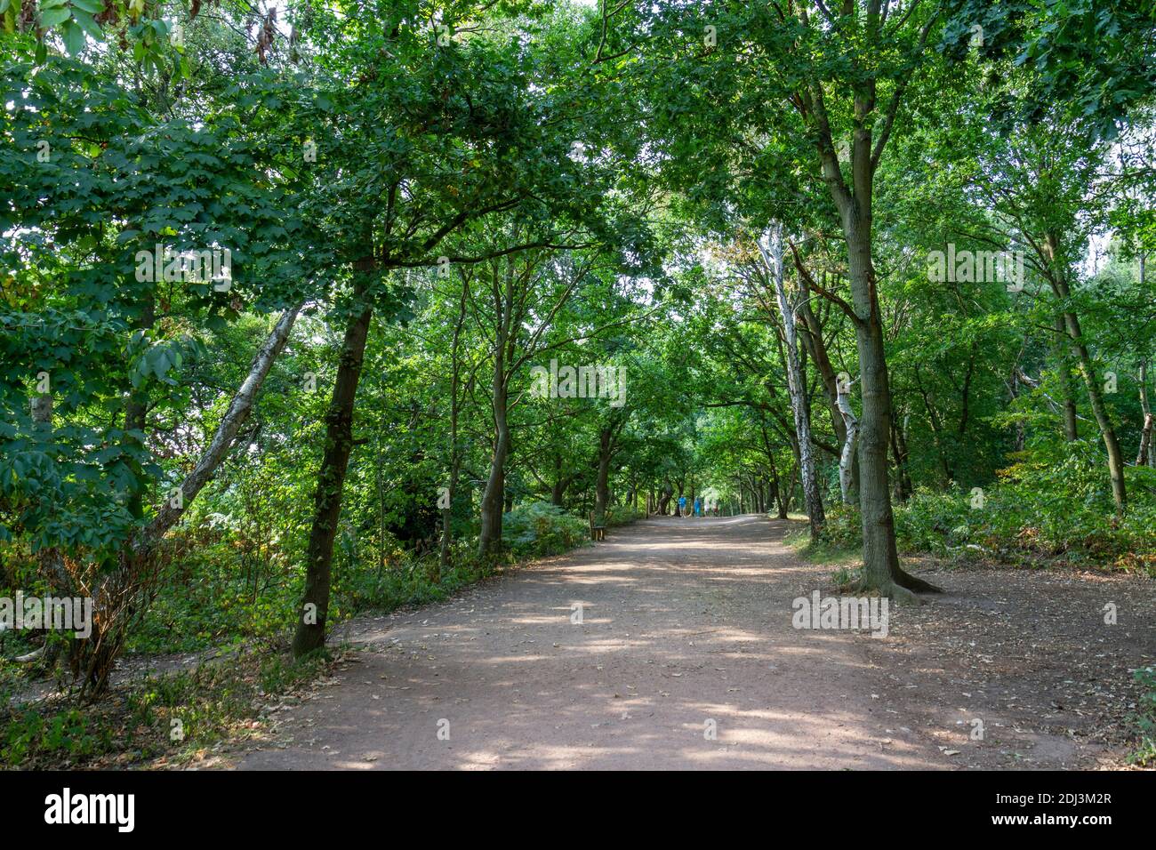 General view of people walking through the trees of Sherwood Forest, mythical home of Robin Hood and his Merry Men, Nottinghamshire, UK. Stock Photo