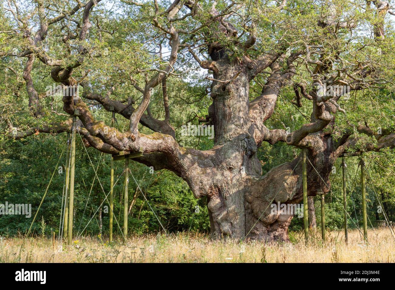 The Major Oak, Sherwood Forest, Nottinghamshire, UK. Stock Photo