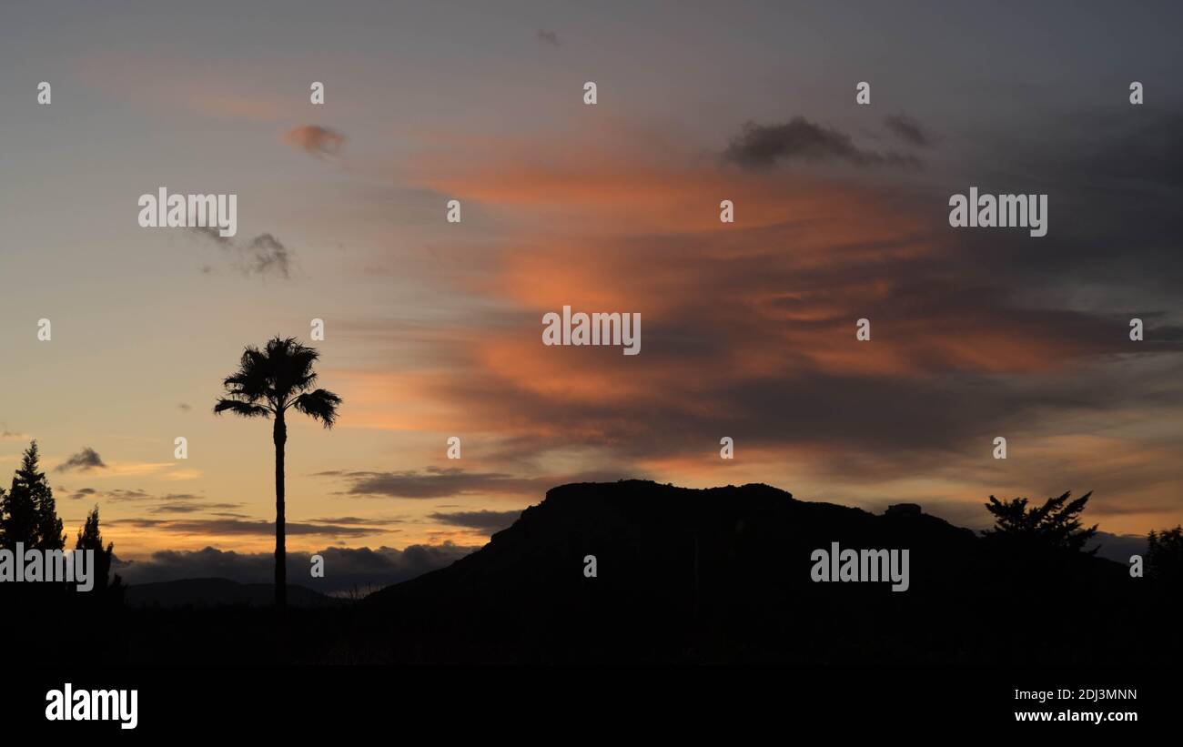 Tall tree silhouette hi-res stock photography and images - Alamy