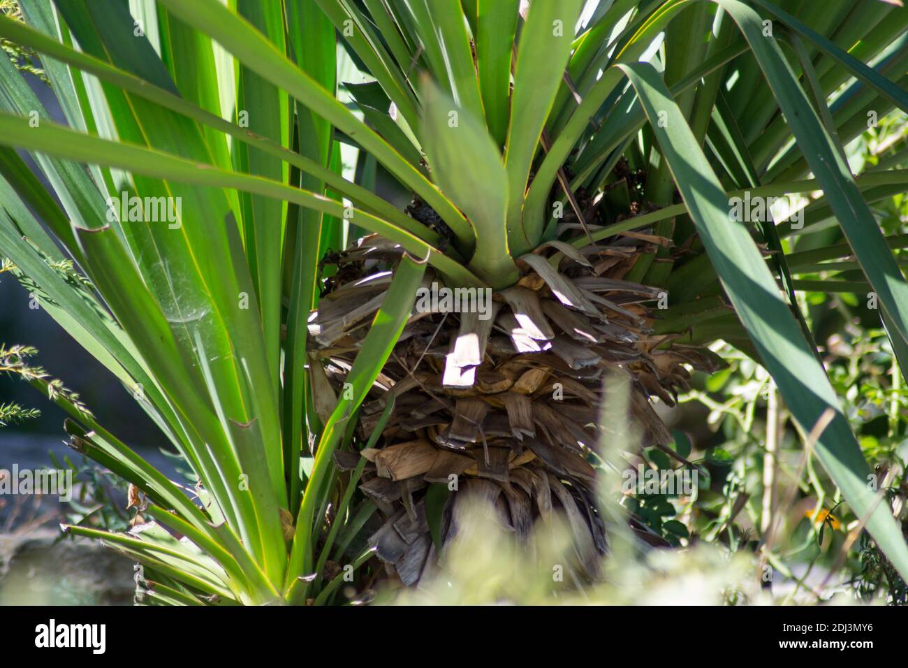 Green evergreen leaves of Yucca, nature texture, Sharp leaves