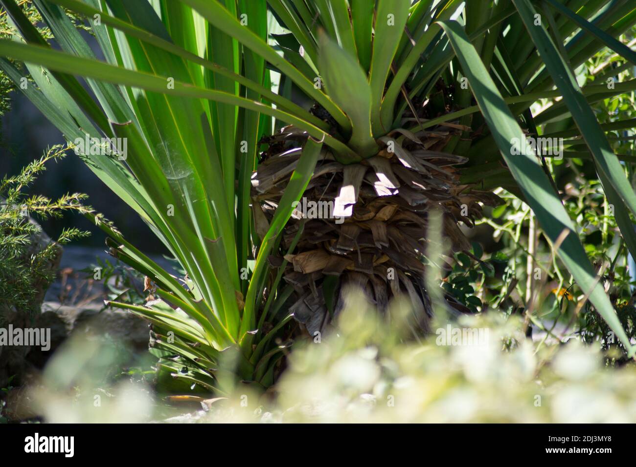 Green evergreen leaves of Yucca, nature texture, Sharp leaves