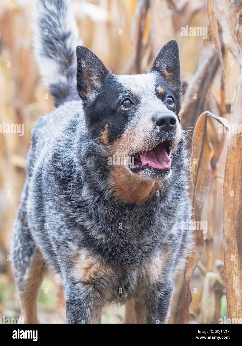 Funny adult dog in a corn field. Blue Heeler is working breed  of Australian Cattles.  Smart cautiou and energetic and also Loyal kind. Stock Photo
