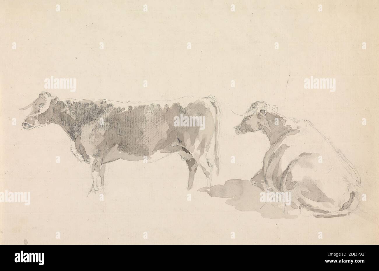 Studies of Cattle, Sawrey Gilpin, 1733–1807, British, undated, Graphite and gray wash on medium, moderately textured, cream, laid paper, Sheet: 7 7/8 × 12 1/8 inches (20 × 30.8 cm), animal art Stock Photo
