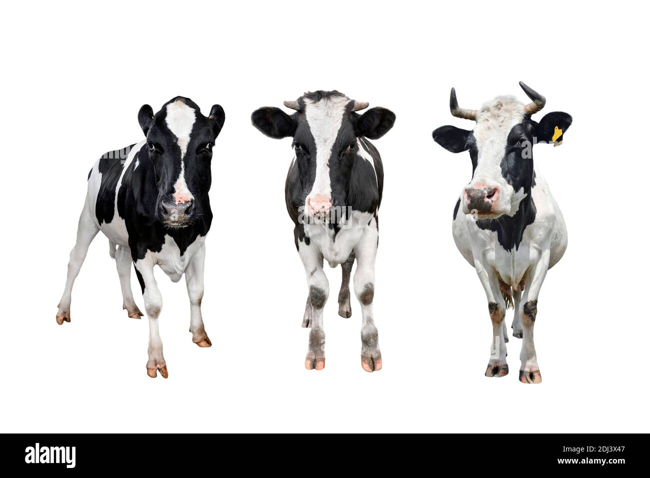 Three black and white spotted cows full length isolated on white