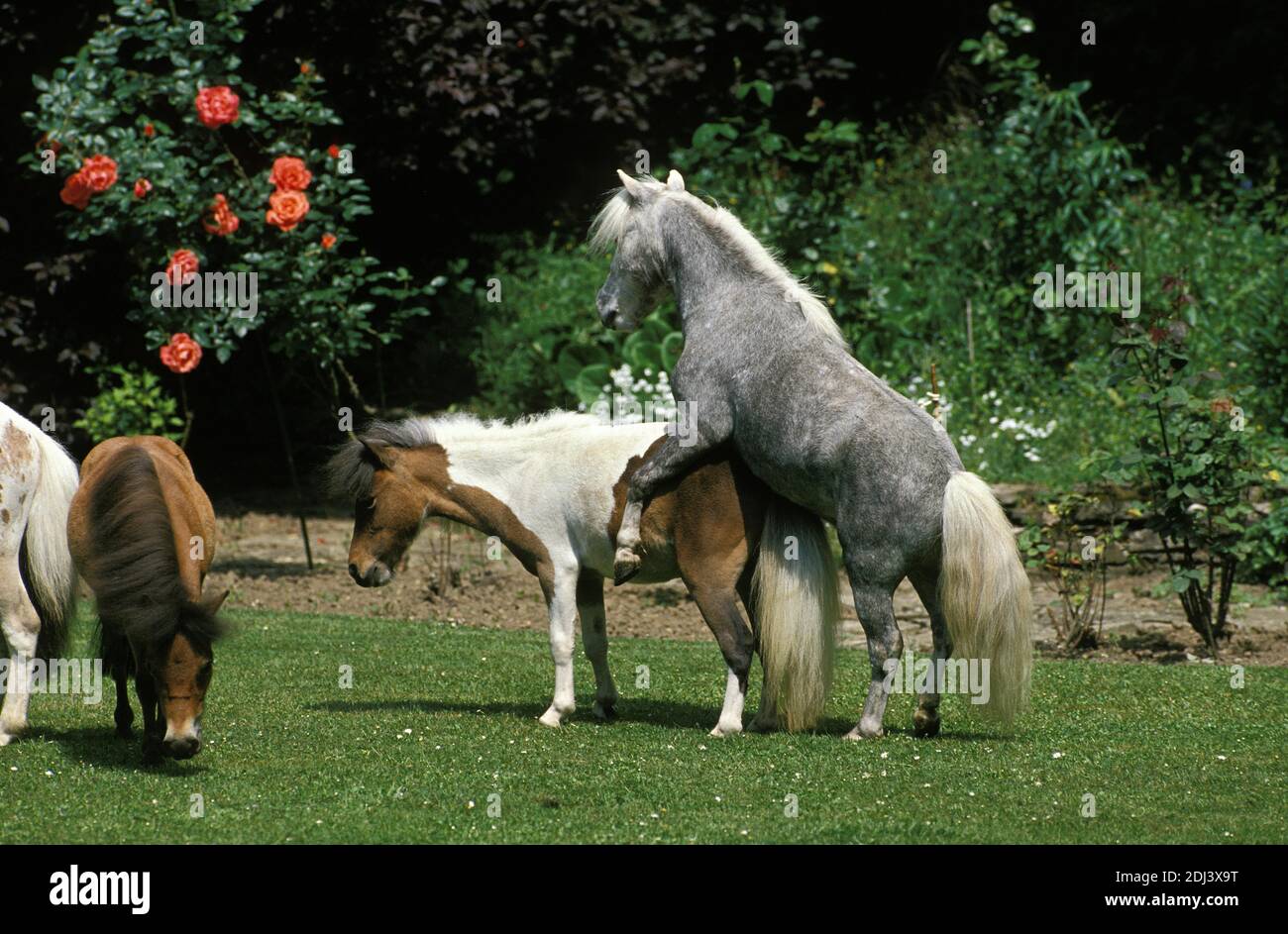 Mare and stallion mating hi-res stock photography and images - Alamy