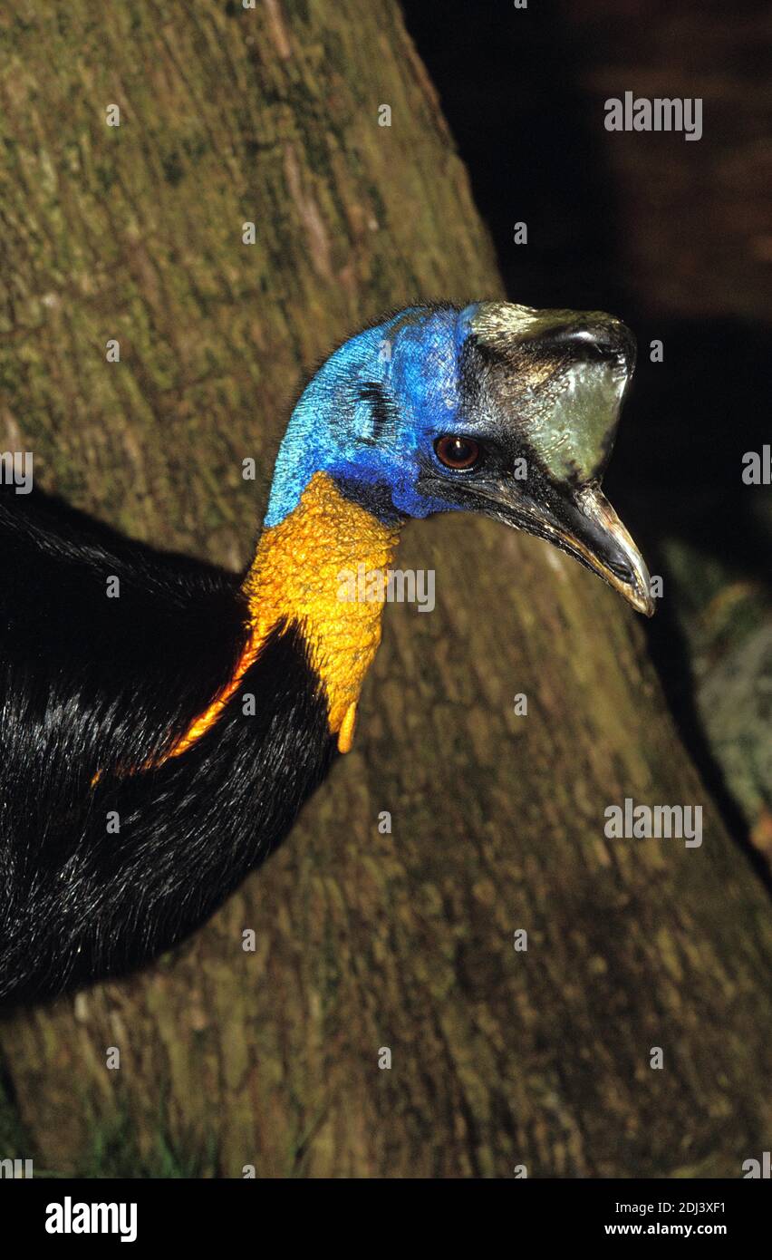 Northern Cassowary or One-Wattled Cassowary, casuarius unappendiculatus, Portrait of Adult Stock Photo