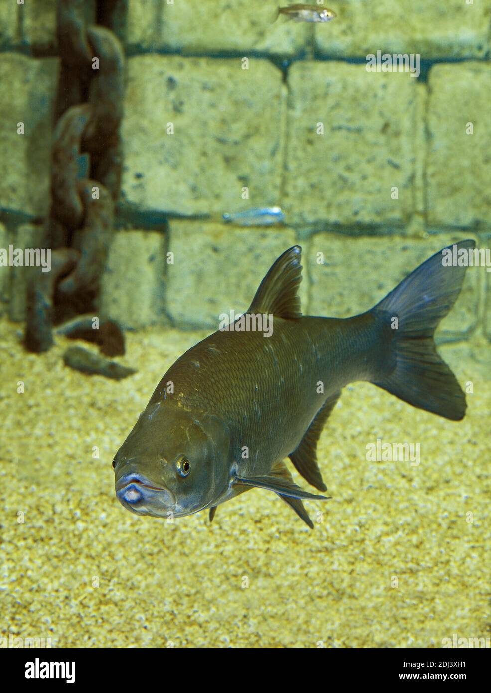 Asp, aspius aspius Stock Photo - Alamy