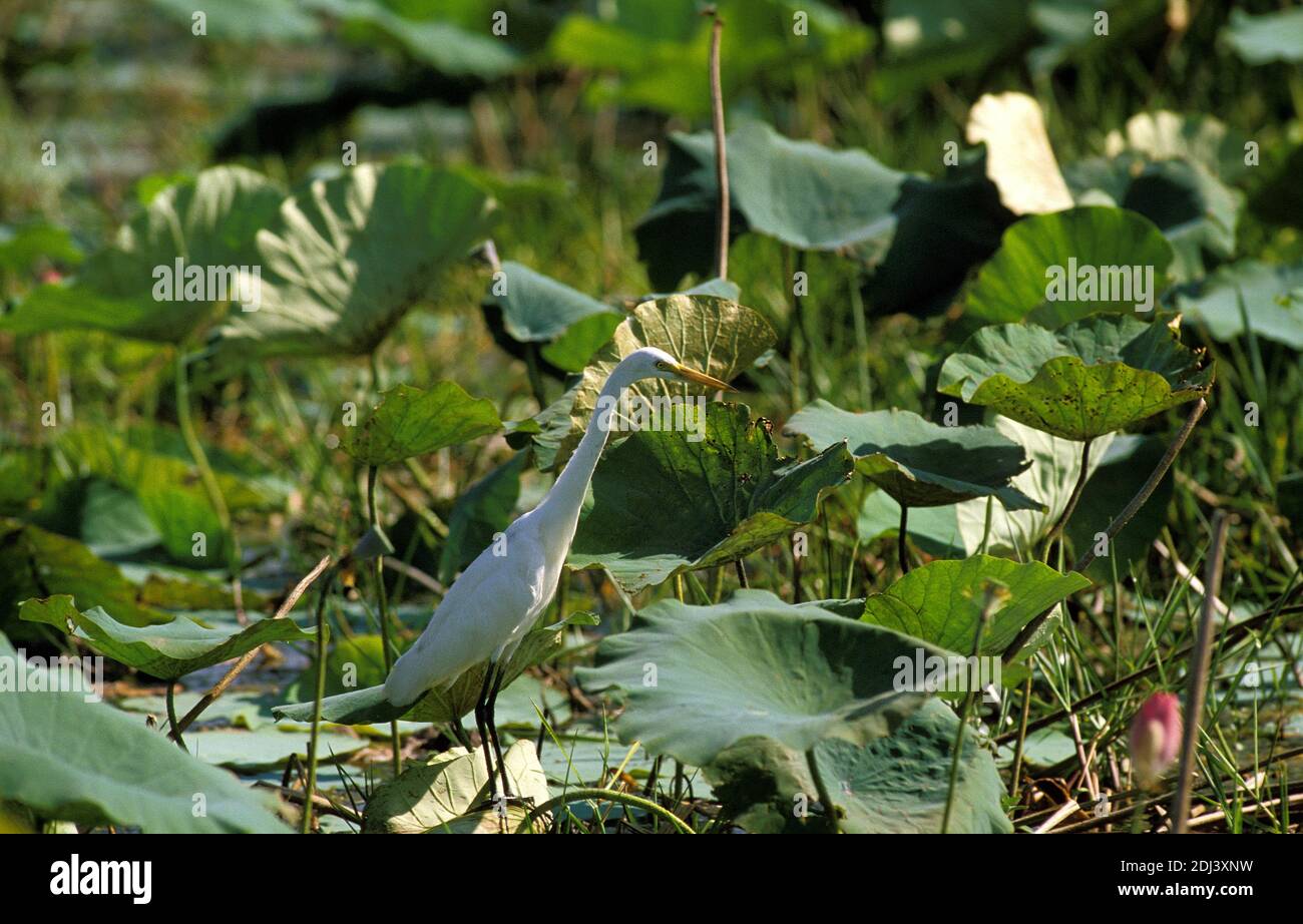 Intermediate Egret egretta intermediastanding in Swamp Kenya Intermediate Egret egretta intermediastanding in Swamp Kenya
