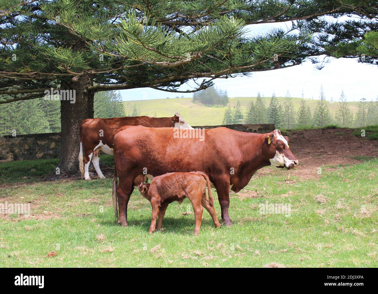 Norfolk Island. Australian External Territory. Cows & Calf open-grazing in the World Heritage Area, Kingston. Stock Photo
