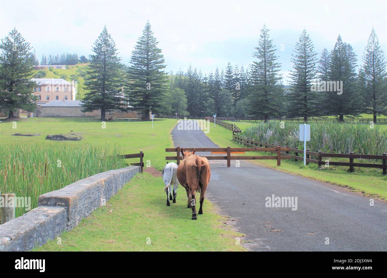 Norfolk Island. World Heritage Area, Kingston. Open-grazing Cows. Endemic Norfolk Island Pines in Background. Colonial Military Barracks visible. Stock Photo