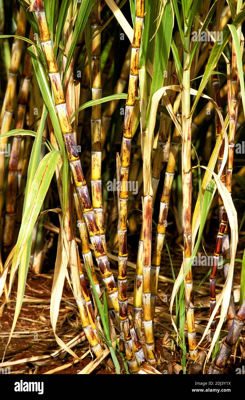 Sugar Cane Field, Hawaii Stock Photo Alamy