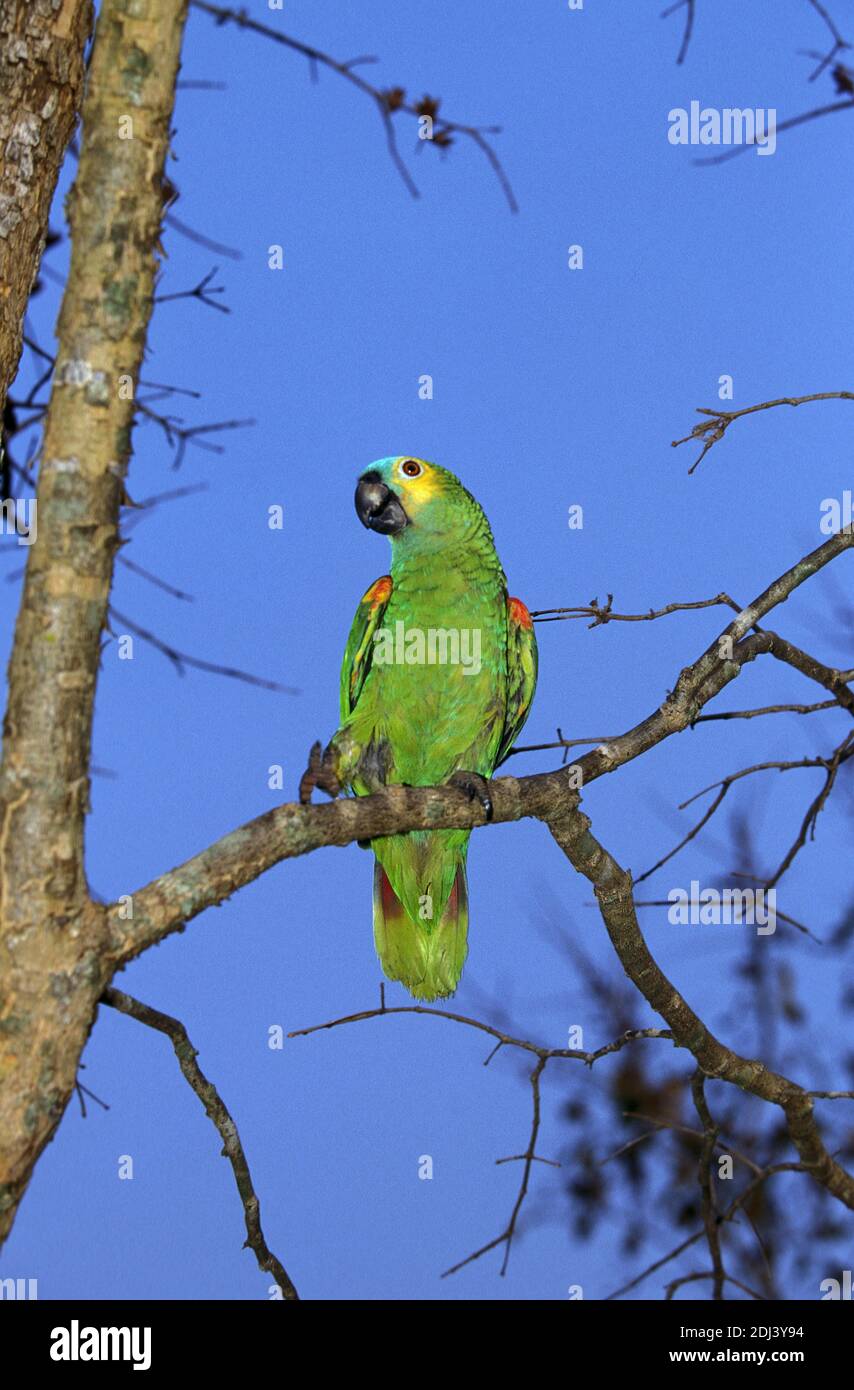 BlueFronted Amazon Parrot or TurquoiseFronted Amazon Parrot, amazona