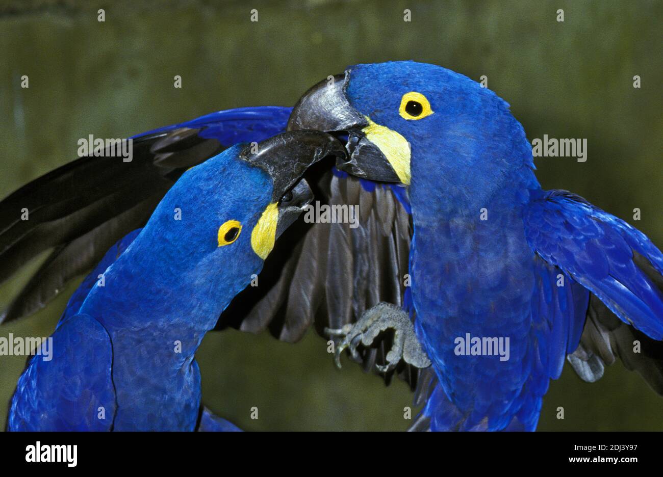 hyacinth-macaw-anodorhynchus-hyacinthinus-adults-social-interaction