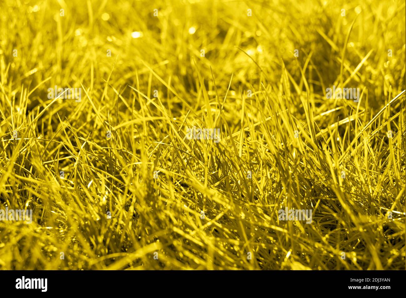 Grass background. Grass field toned in Illuminating yellow color of the