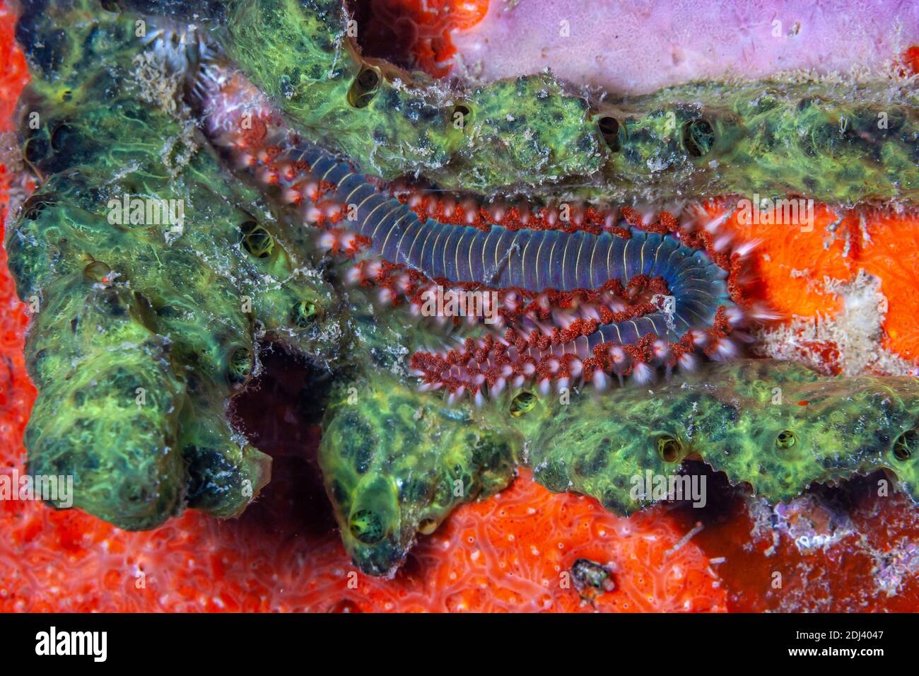 bearded fireworm ,Hermodice carunculata is a type of marine bristleworm ...