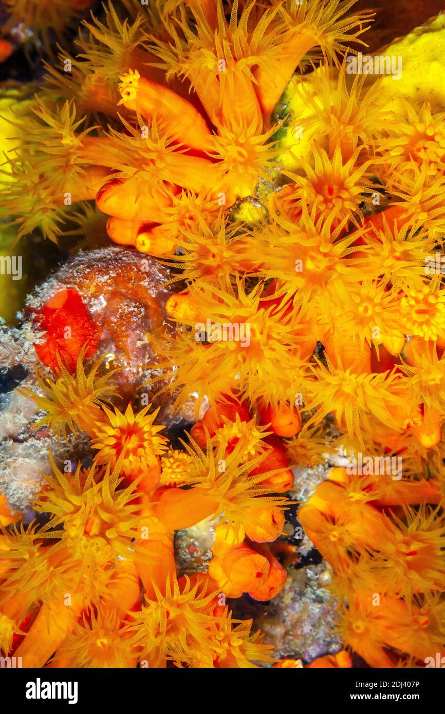 Orange cup coral,Tubastraea coccinea,belongs to a group of corals known as large-polyp stony corals Stock Photo