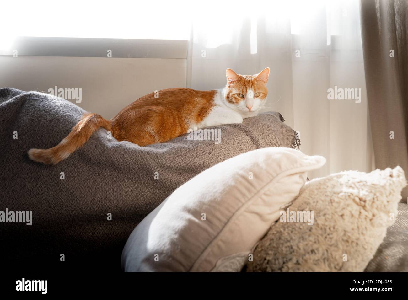 brown and white cat with yellow eyes lying on the sofa under de window ...