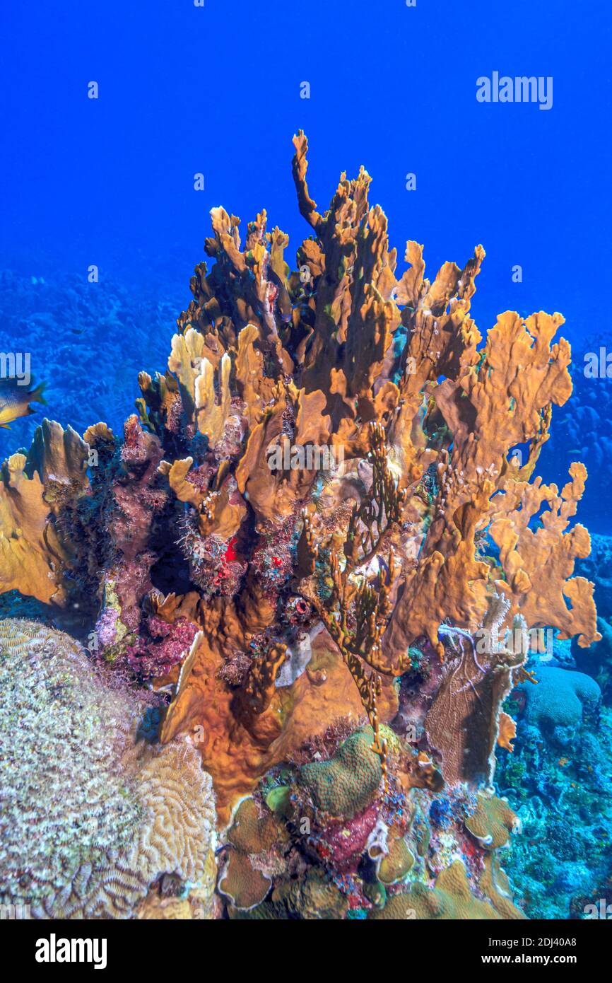 Millepora complanata, commonly known as blade fire coral, is a species of fire coral in the family Milleporidae Stock Photo