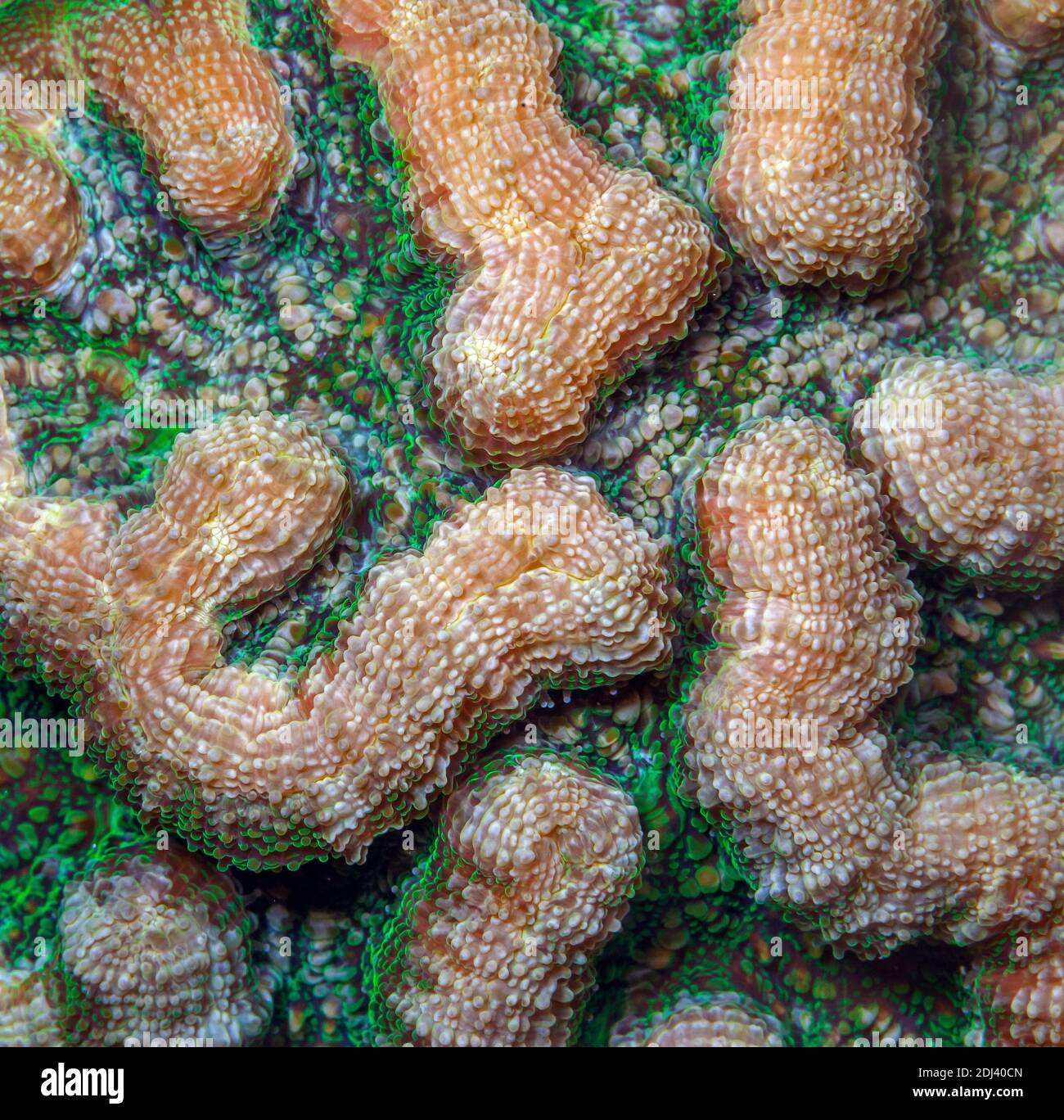 Diploria is a monotypic genus of massive reef building stony corals in