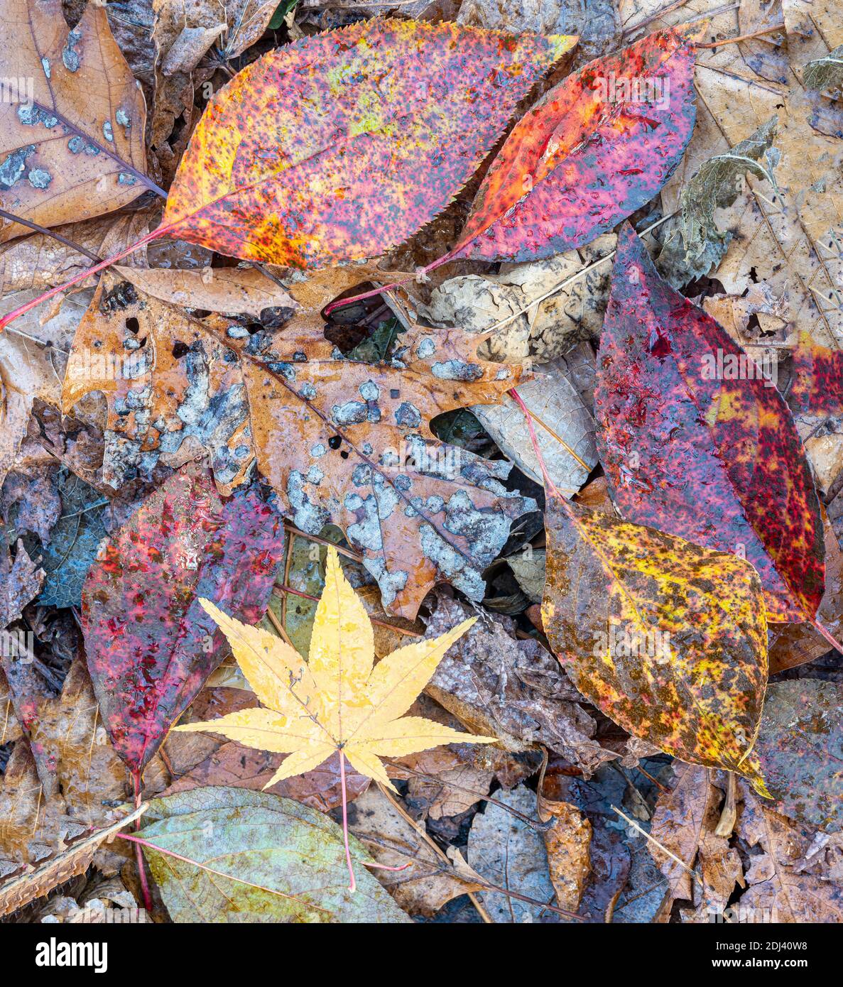 Autumn fall foliage in forest Stock Photo - Alamy