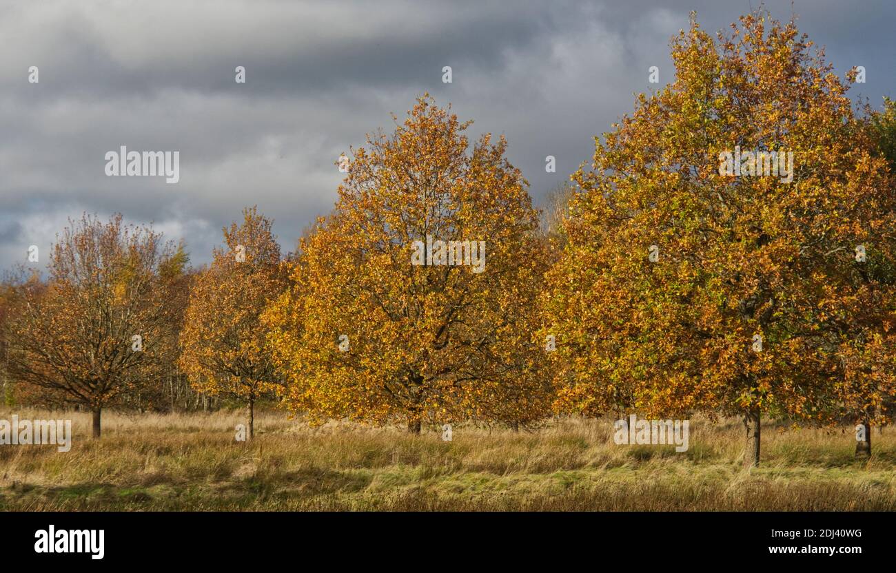 Oak autumn trees hi-res stock photography and images - Alamy