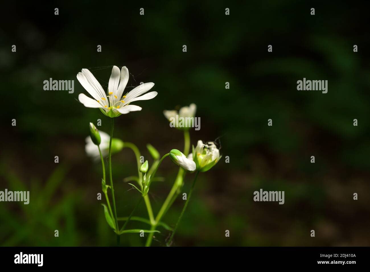 White flowers Cerastium arvense growing in a green forest, spring view Stock Photo