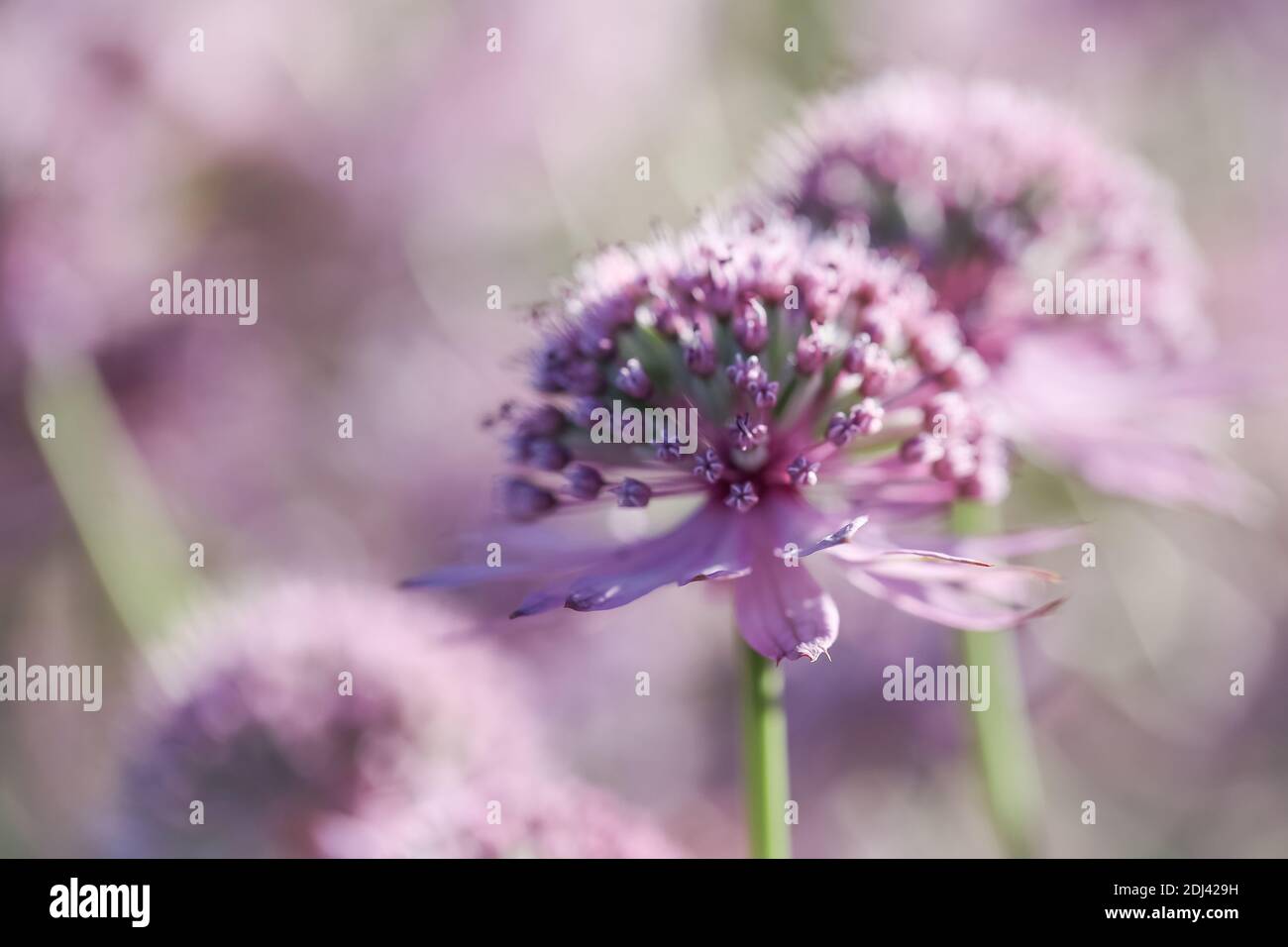 Blooming purple flower Astrantia major on the purple background, macro