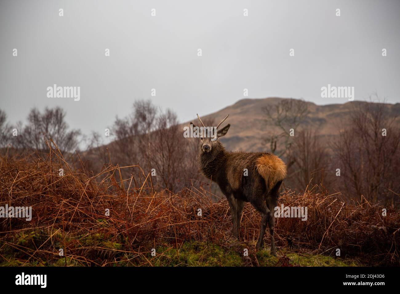 Scottish heather isle of mull hi-res stock photography and images - Alamy