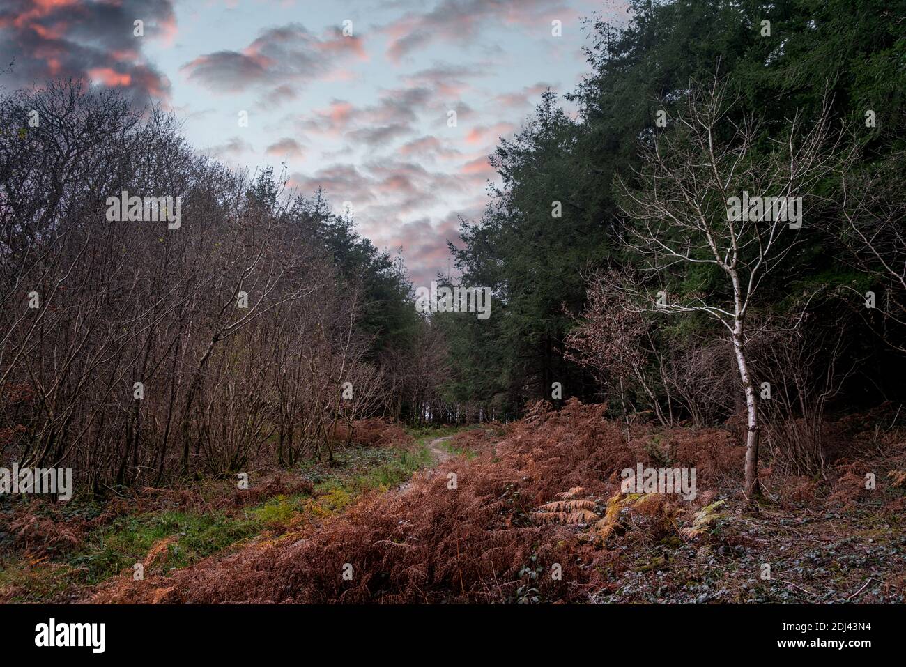 Ladock Wood High Resolution Stock Photography and Images - Alamy
