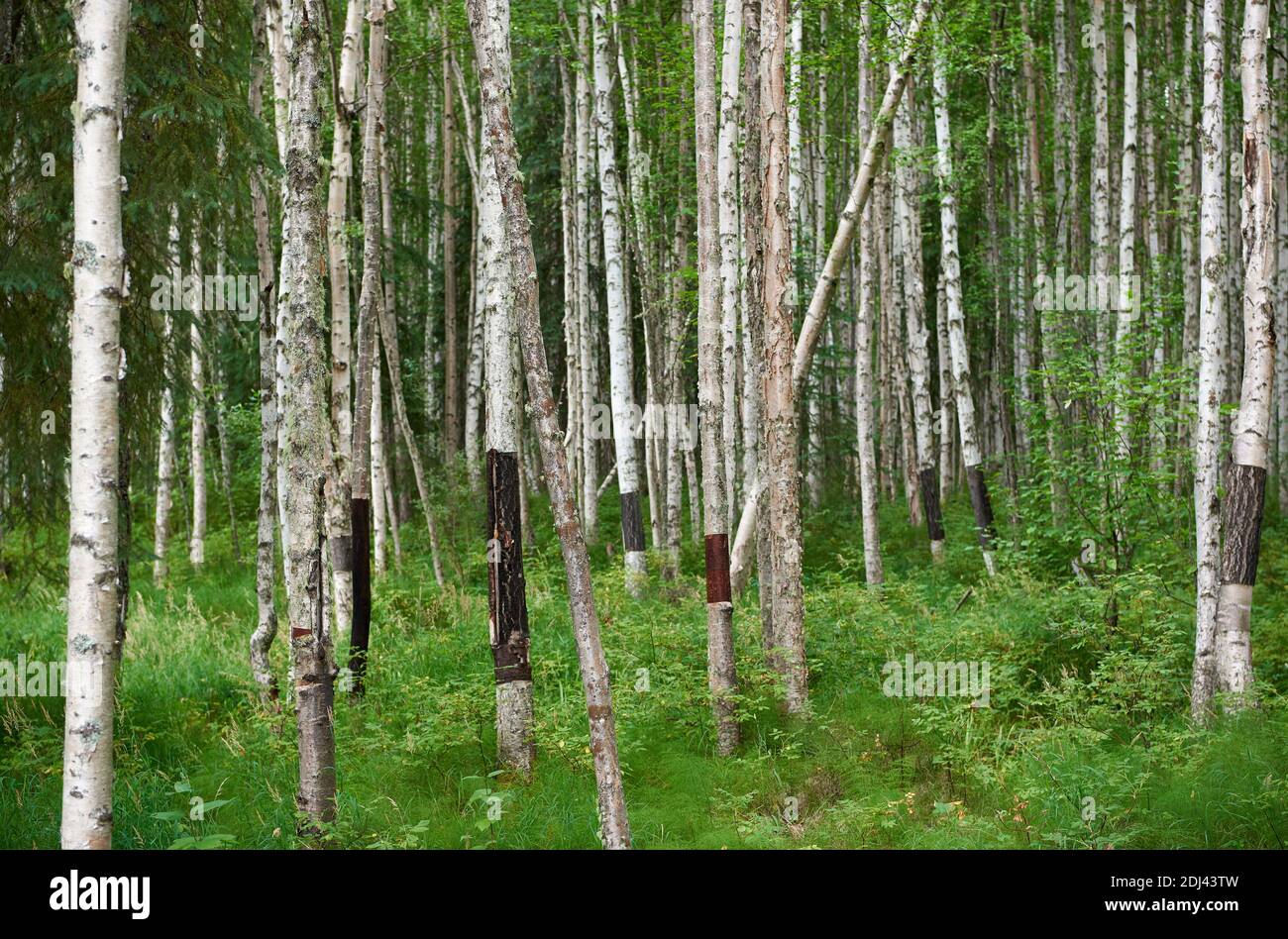 Alaska summer birch forest hi-res stock photography and images - Alamy