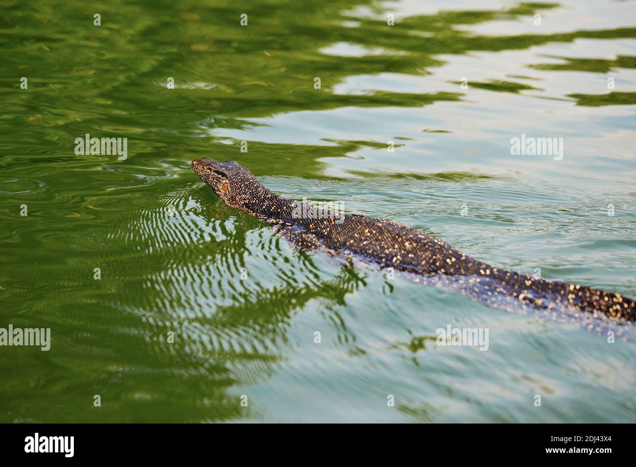 Water monitor lizard during swimming in lagoon. Wildlife animals in Sri Lanka. Stock Photo