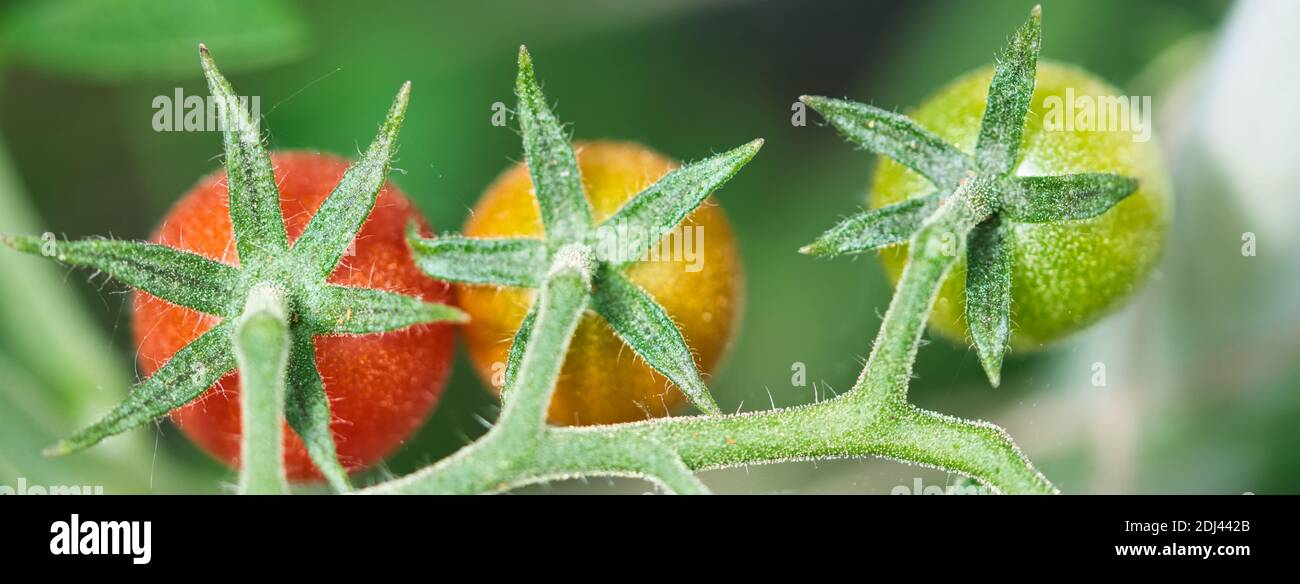 Three maturing tomatoes top view texture macro, cherry tomatoes changing color from green and orange to red, growing on hairy vines Stock Photo