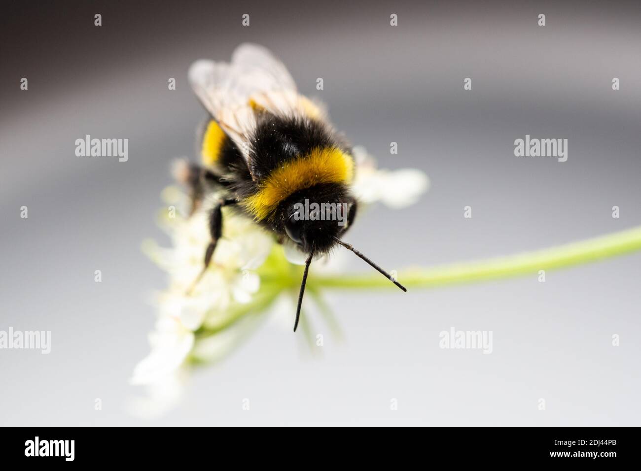 Bumble Bee On Flower Head Stock Photo