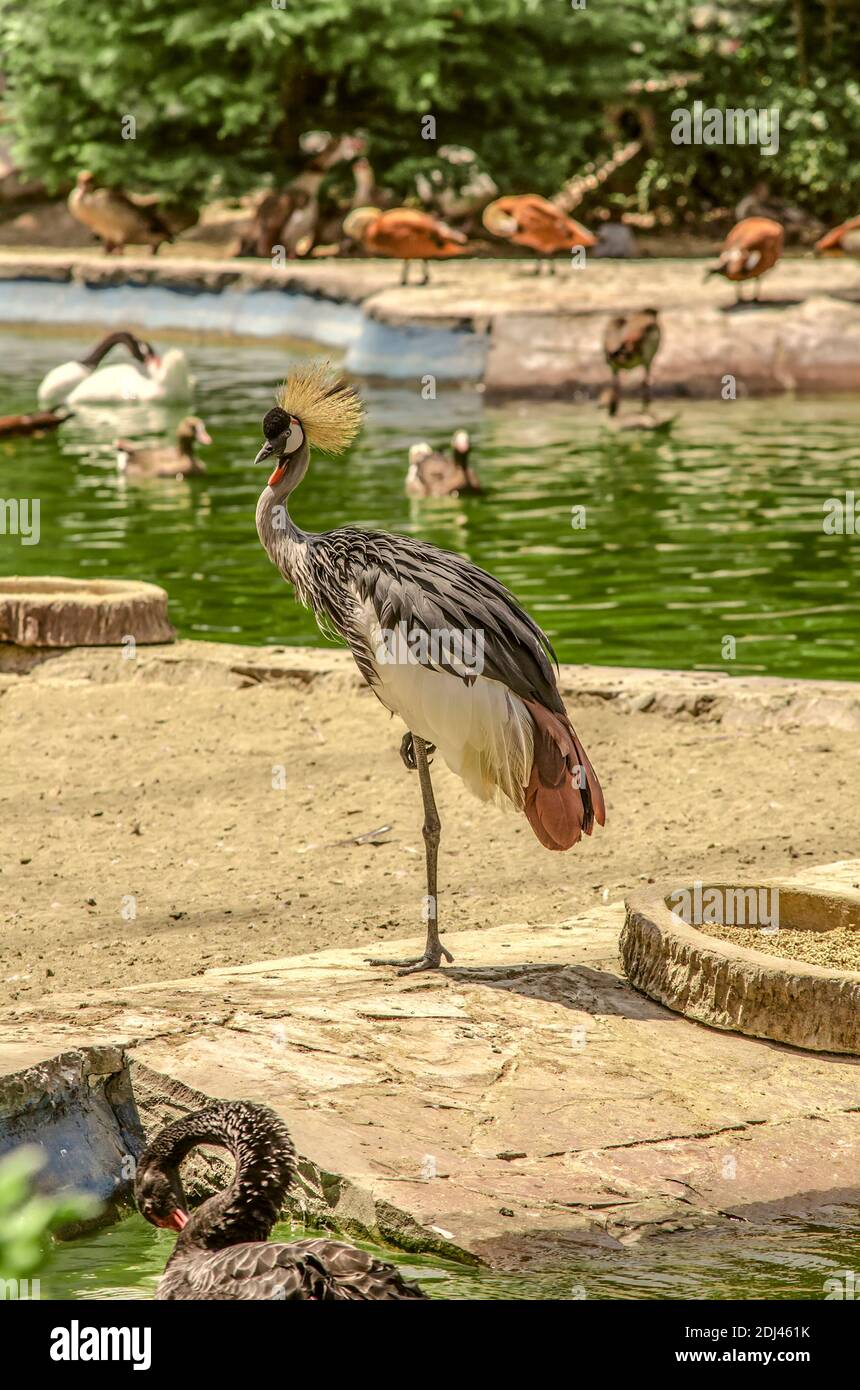 Crested Heron stands on one leg among other species of birds, on the