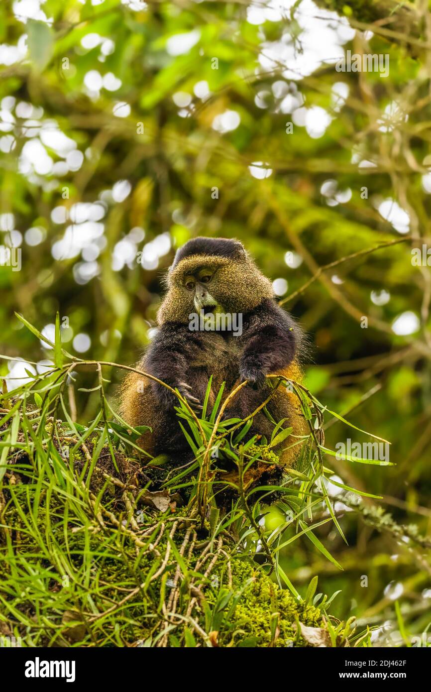 Wild and very rare golden monkey ( Cercopithecus kandti) in the rainforest. Unique and endangered animal close up in nature habitat. Stock Photo