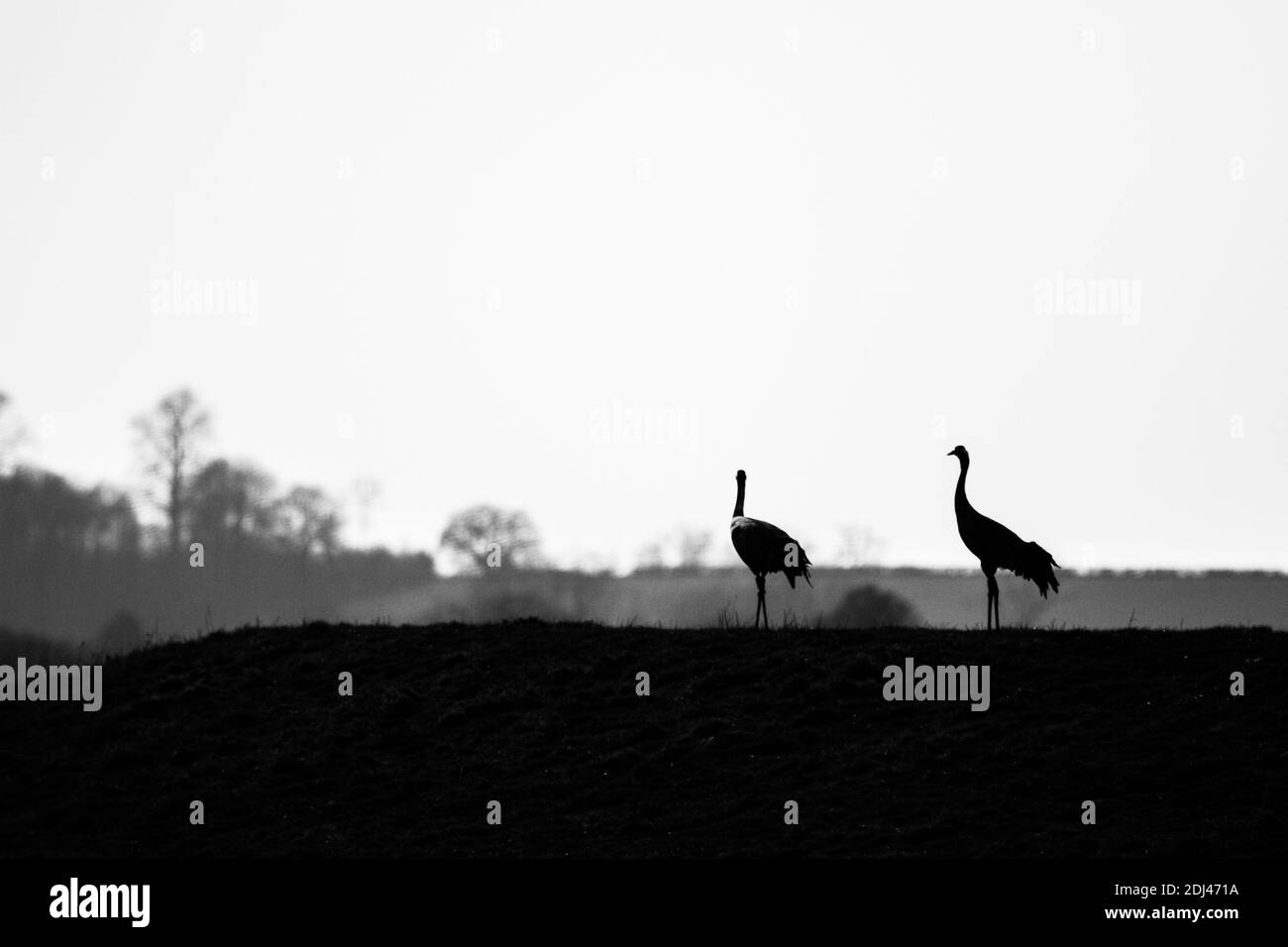 Great cranes Black and White Stock Photos & Images - Alamy