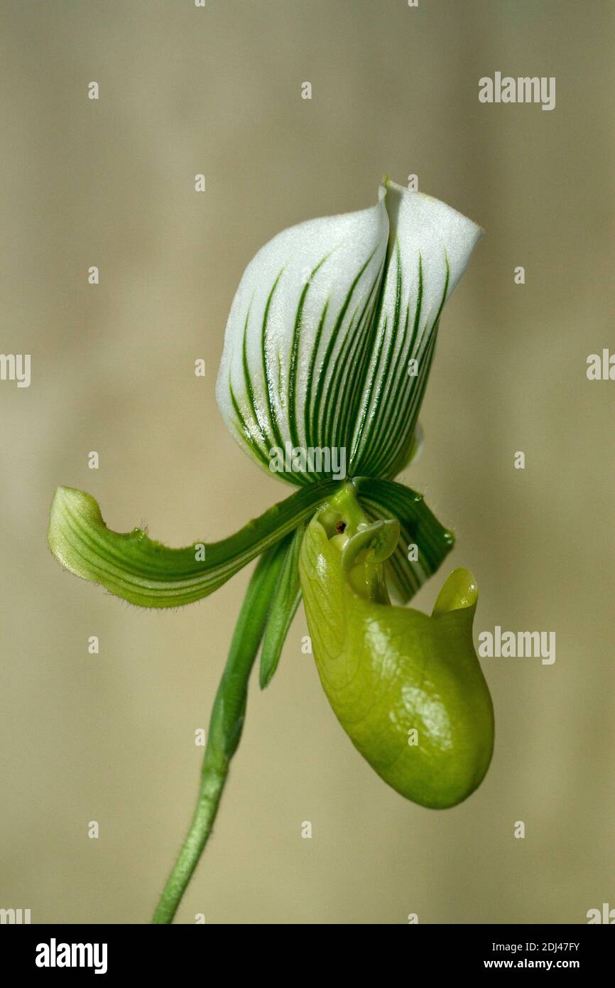 The Venus Slipper or Lady Slipper Orchid is native to SE Asia, but they are a popular indoor plant with horticulturalists world-wide. Stock Photo