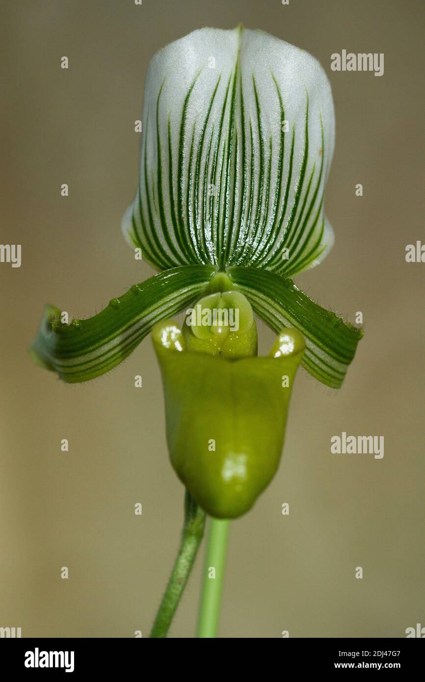 The Venus Slipper or Lady Slipper Orchid is native to SE Asia, but they are a popular indoor plant with horticulturalists world-wide. Stock Photo