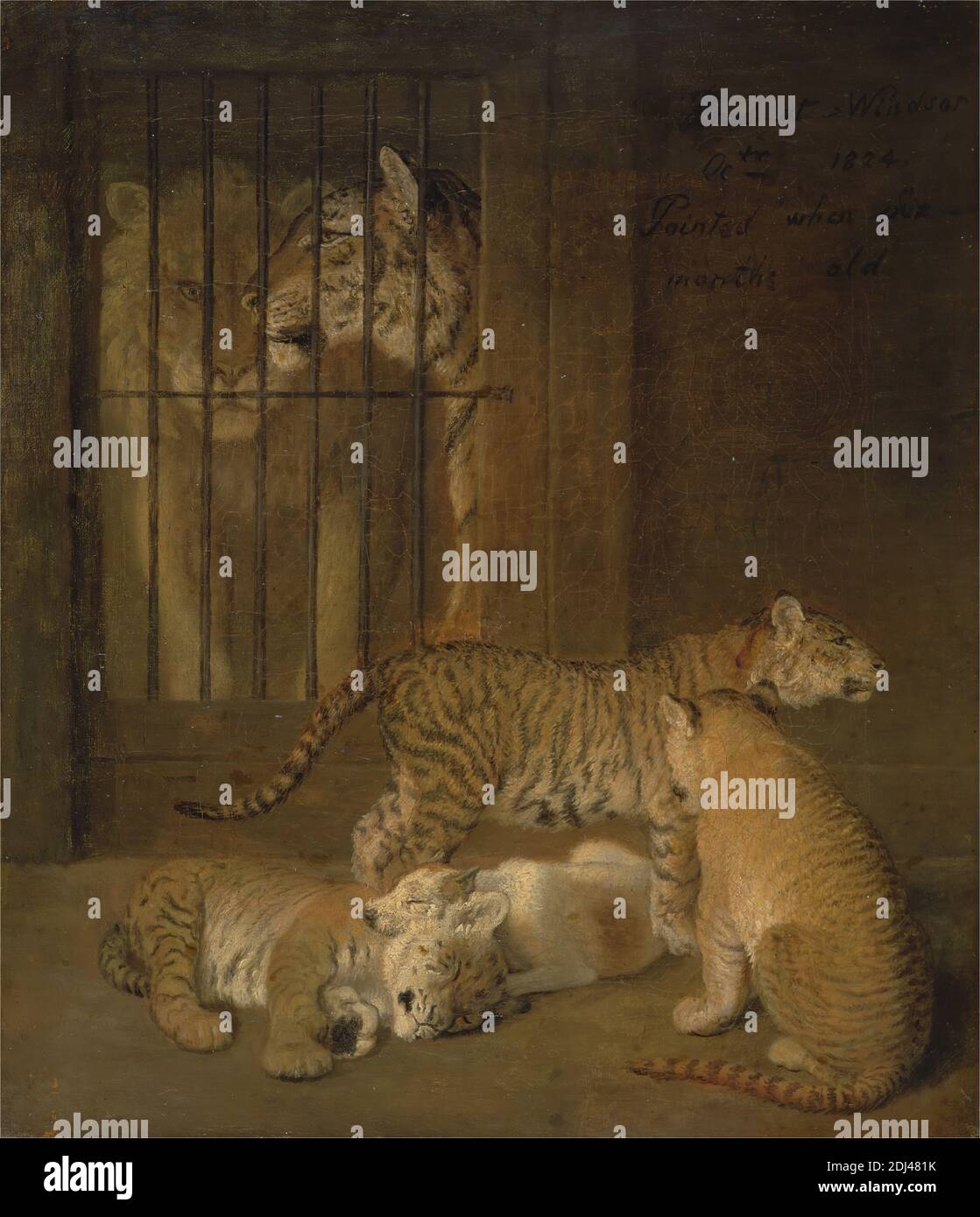 Group of Whelps Bred between a Lion and a Tigress, Jacques-Laurent Agasse, 1767–1849, Swiss, active in Britain (from 1800), 1825, Oil on canvas, Support (PTG): 14 x 12 inches (35.6 x 30.5 cm), animal art, cage, husbandry, hybridity, lions, menagerie, science, tigers, zoo Stock Photo