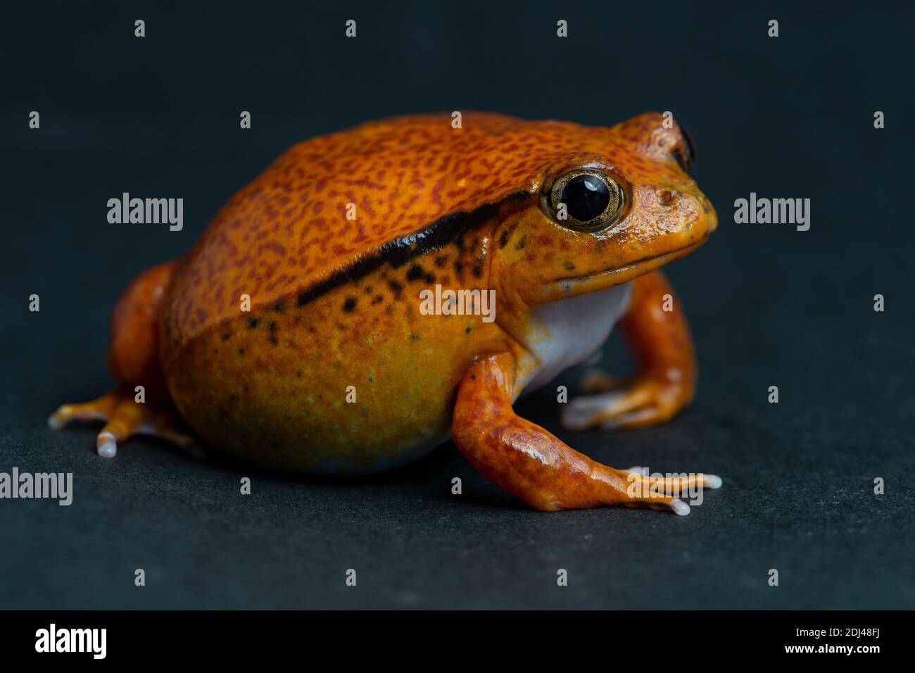 pet, love,animal, frog, toad, tomato frog, tree, wildlife, studio background, animal, cute, orange, red, small frog, cute, lizard, dark background,eee Stock Photo
