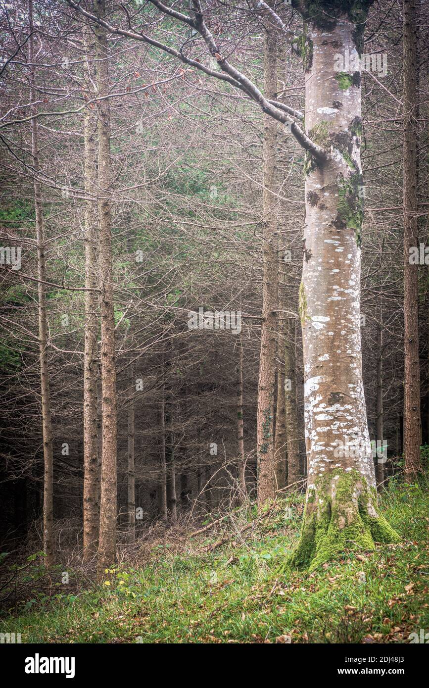 Ladock Wood High Resolution Stock Photography and Images - Alamy
