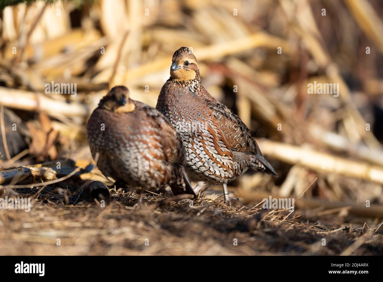 Bobwhite quail on a an early winter day in Kansas Stock Photo - Alamy