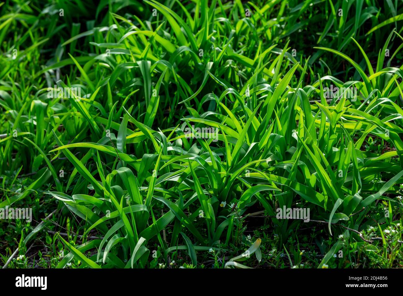 Close up fresh green grass growing on the meadow. Spring nature. Stock Photo