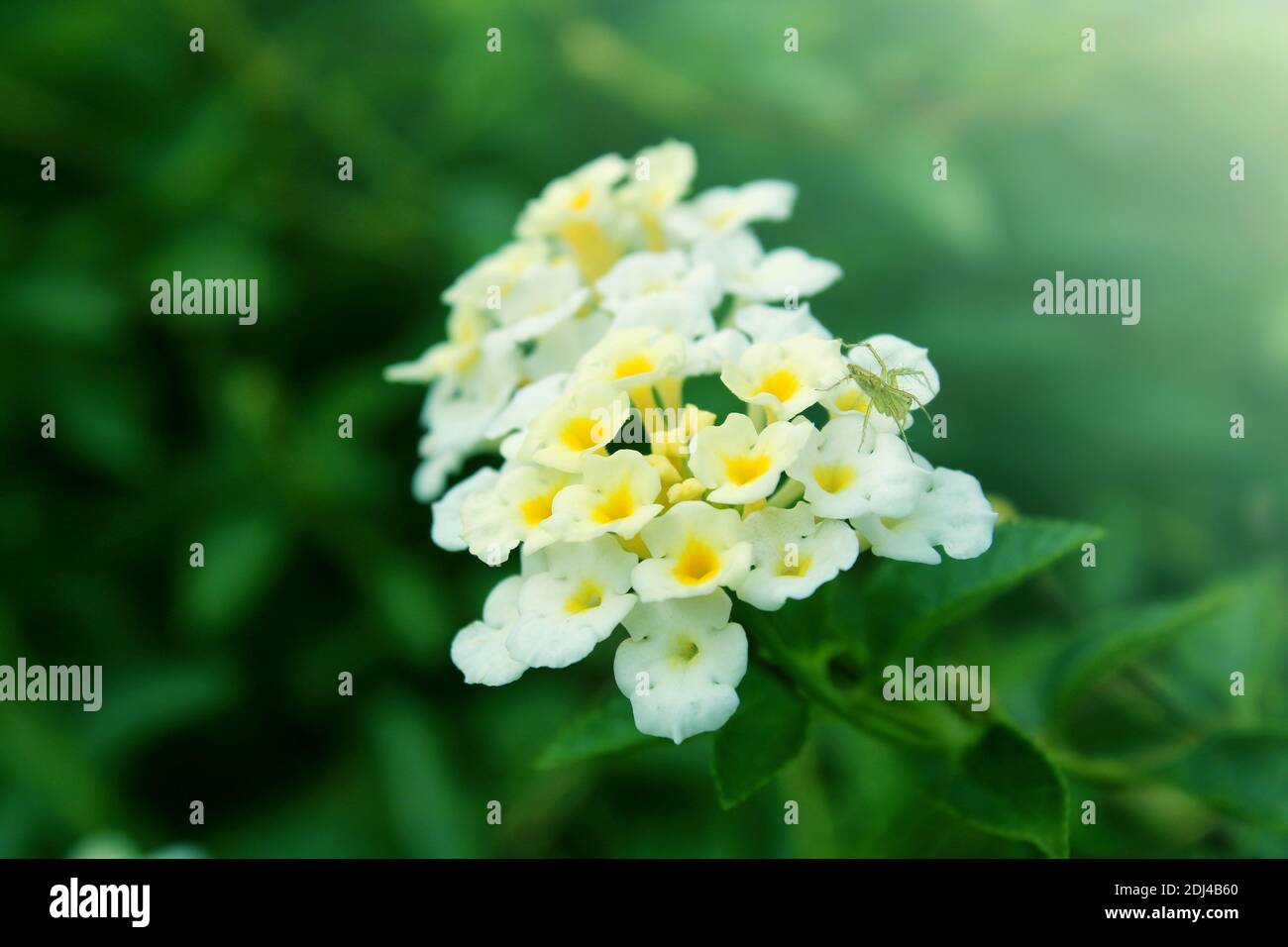 Purple sweet alyssum hi-res stock photography and images - Alamy