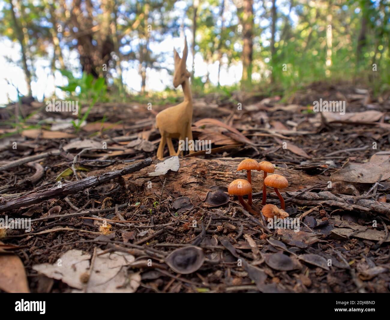 Wide angle photography of a group of golden trumpet mushrooms and a wooden animal on the ground of a forest near the colonial town of Villa de Leyva i Stock Photo